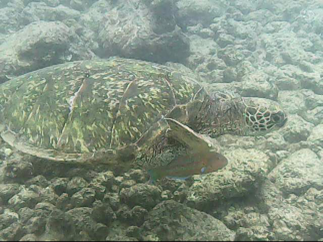 Day 18 snorkeling-   Turtle